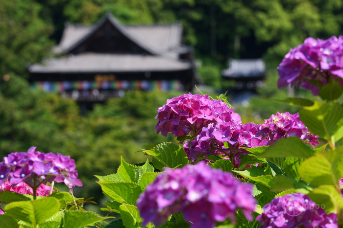 パナソニック Panasonic LUMIX DC-S9 レビュー ／ 奈良 桜井市 初瀬